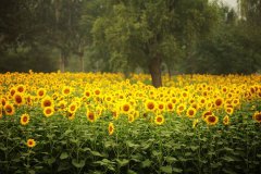 2021年小暑节气日子好吗,小暑禁忌是什么？