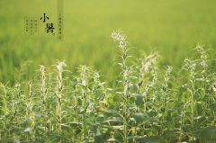 小暑时节农事如何？小暑日子怎么样？