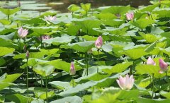 2021年农历六月初六可不可以去理发？