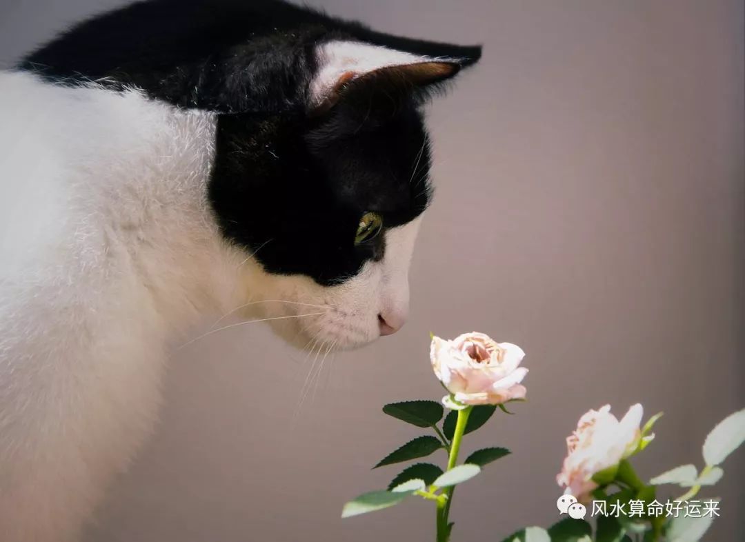 刘亦菲撸猫写真曝光，两物皆仙气十足 -- 眼界，放眼世界