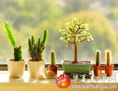 八字算命分析你适合养什么植物？