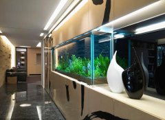 酒店里面的水族箱和鱼缸风水上需要怎么摆放才较好?
