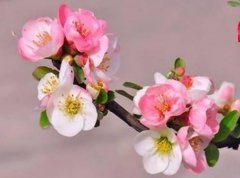 算命婚姻:犯桃花是什么意思?