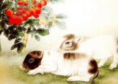 腊月猪命苦吗？ 生肖算命分析属猪十二月出生的命运