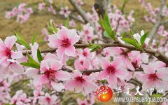 生肖算命：属蛇今年桃花运 什么生肖较旺蛇