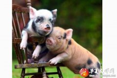 生肖算命：2020年属猪的今年多大年龄