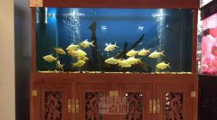 风雅颂风水大师谈鱼缸正对门摆放好吗，有什么危害？