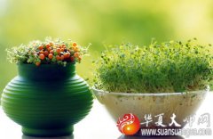 风水基本知识：家里植物太多风水好不好？