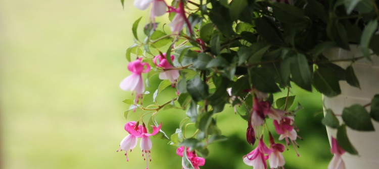 办公室放什么花较旺财 较旺财的10种植物又有哪些