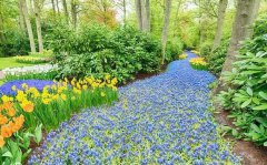 八字命学乙木走什么大运好？