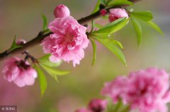 如何增加桃花运 室内风水调整助桃花