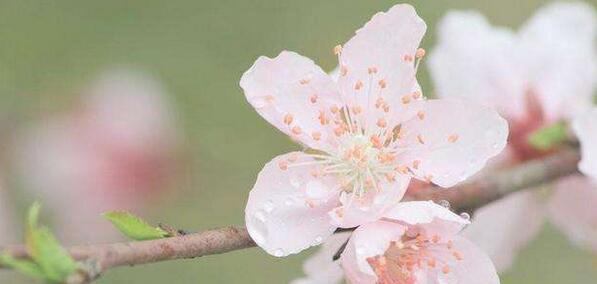 怎么测桃花运？2021年属虎人的桃花方位