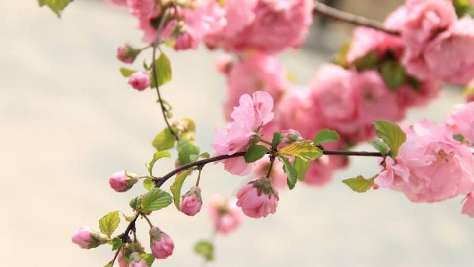 如何看自己的桃花方位？算命桃花运之2021年属兔人的桃花方位