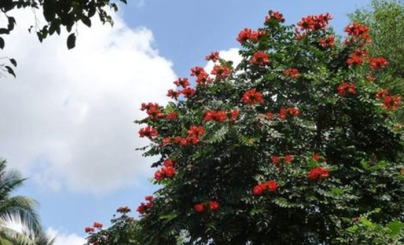 店铺风水:店铺门口摆放植物树是好是坏