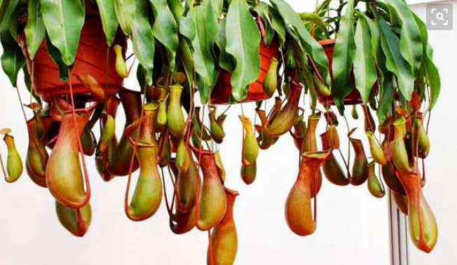 十二属相:2020年属猪的人摆放什么可以招财？