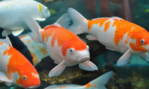 财运风水:家里养什么鱼可以化解煞气旺财运