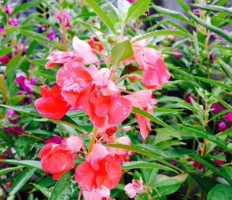 住宅风水学:家里有蛇虫鼠蚁种植凤仙花有用吗