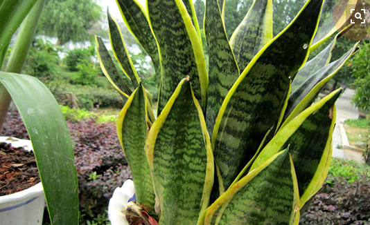 房间布局风水:要增加桃花运只需在办公室摆放这些植物