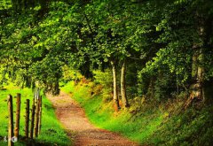 八字五行算命解析大林木命人