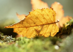 命理八字：易经八字测算事业运势较为旺盛的时机