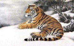 生肖属虎的在2020年下半年如何？生肖算命几月份运势好