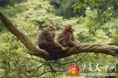 2016年出生的属猴人是什么命？八字算命几月出生好,一生命运怎样