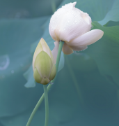 周易八字测算_丙寅乙未壬戌庚戌为何至今未婚