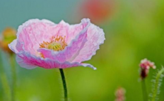 周易生辰八字算命_具有什么八字原局的人才能自学成才