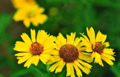 批八字算命_癸丑癸亥癸巳癸卯不是有情人_事业婚姻如果不顺,可以这样做！