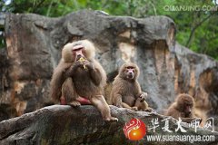 生肖算命_属猴的人贵人是什么属相的？