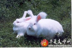 属兔的人贵人是哪个属相的人？生肖运势哪个方向遇贵人