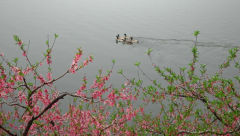 生辰八字算命_庚午辛巳乙未丁亥男的感情之路怎样