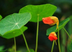 生辰八字算命_2020年宅家有人追桃花较旺的生肖人