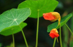 生辰八字算命_丁卯辛亥甲申甲子迟婚之象何时有机会步入婚姻