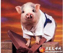 算命命运生于农历11月份的生肖属猪之人运势