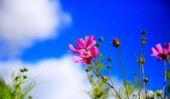 阴历生辰八字算命_八字食伤生财的八字有成为商业女强人的命格