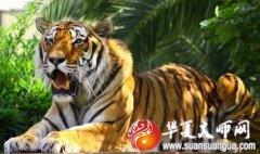 命理算命_2021年属虎人的全年运势运程,事业运及财运？