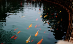 周易八字测算_八字里枭神夺食出现会表现出什么种灾祸