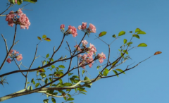 批八字算命_八字中正财与偏财分别代表什么