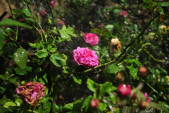 批八字算命_解析印星与其他十神的生克关系