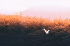 生辰八字算命_如遇十二运衰则生平多见凶兆，晚年亦显辛苦