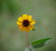 生辰八字算命_八字遇见十二运病即有旺衰之势及化解