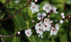 生辰八字算命_戊墓在戌当魁罡论十二长生对“墓”的解说