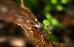 生辰八字算命_生机的开始十二长生“胎”的详解安于现状