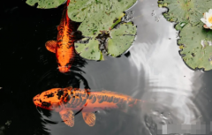 生辰八字算命_未雨绸缪在十二运＂养＂中尤其重要