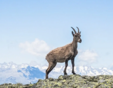 八字命理学_解析四柱神煞之羊刃此星之特征为激发急躁易从事警察