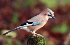 易经测名_在不方便改名字的情况下可以起个旺运的微信名字