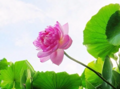 八字算命法_解析十天干在十二月令旺弱