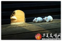 免费运势测算_属鼠的人2021年运势及每月运程详解