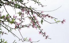 万年历算命_2020年农历七月十九喜神在哪个方位？